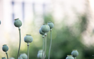 vegetable garden on the farm, organic products. Selective focus vegetable garden on the farm, organic products. Nature. Selective focus